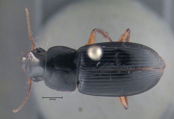 Media type: image;   Entomology 614663 Aspect: habitus dorsal view
